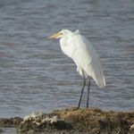 Great White Egret  ﾀﾞｲｻｷﾞ