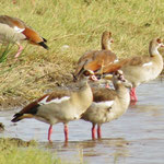 Egyptian Goose  ｴｼﾞﾌﾟﾄｶﾞﾝ