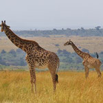 Masai Giraffe ﾏｻｲｷﾘﾝ
