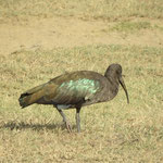 Hadada Ibis  ﾊﾀﾀﾞﾄｷ