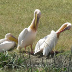 Great White Pelican  ﾎﾜｲﾄﾍﾟﾘｶﾝ　