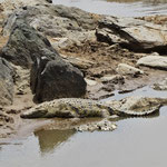 Nile Crocodile