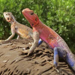 Rock Agama 
