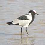 Blacksmith Lapwing(Plover)  ｼﾛｸﾛｹﾞﾘ