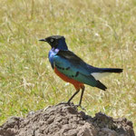 Superb Starling  ﾃﾘﾑｸﾄﾞﾘ