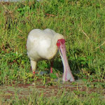 African Spoonbill ｱﾌﾘｶﾍﾗｻｷﾞ　　