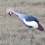 Grey-crowned Crane  ｶﾝﾑﾘﾂﾞﾙ