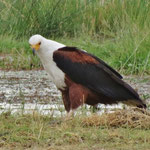African Fish Eagle  ｻﾝｼｮｸｳﾐﾜｼ
