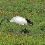 Sacred Ibis  ｱﾌﾘｶｸﾛﾄｷ