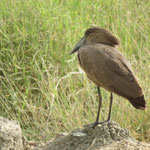 Hammerkop  ﾊﾝﾏｰｺｯﾌﾟ