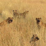 Spotted Hyena ﾌﾞﾁﾊｲｴﾅ