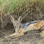 Black-backed Jackal ｾｸﾞﾛ ｼﾞｬｯｶﾙ