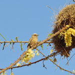 Weaver Bird  ﾊﾀｵﾘﾄﾞﾘ