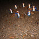 Waldweihnacht Dez 2016