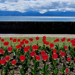 Fête des tulipes à Morges (Myriam DeSainté)