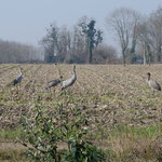 nos amies les grues viennent se nourrir des restes de la récolte de maïs