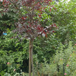 Kleiner Bauerngarten - aromatisch und schön