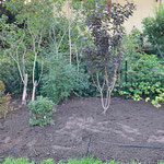 Halbschattenbeet mit Drifts - vorher