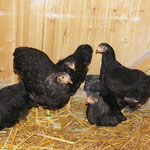 Die Neuankömmlinge im Hühnerstall