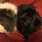 Belmondo & Miss Piggy