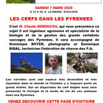 Les cerfs dans les Pyrénées - Claude Berducou