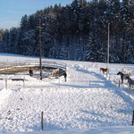 Koppeln im Winter...