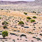 Spärliche Vegetation und doch schön