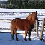 Ponys auf dem Peterbartl-Hof