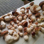 Zahlreiche Steinpilze aus den umliegenden Wäldern