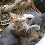 Unsere Katzen spielen gerne mit den Kindern