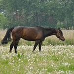 Paard - Kolhol