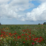 Emmapolder