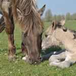 Konikpaard met veulen - NP Lauwersoog