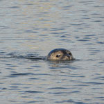 Gewone zeehond - Noordpolderzijl (2023)