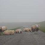 Schapen-  Dijk boven Spijk (2021)