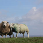 Schapen - Dijk vlakbij de Eemshaven (2021)