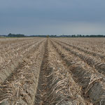 Aardappelveld