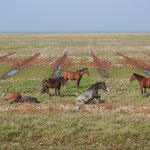 Paarden - Emmapolder (2021)
