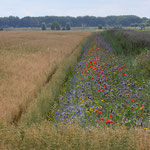 Polder bij Noordpolderzijl (2022)