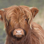 Jonge Schotse Hooglander - NP Lauwersmeer