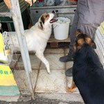 Aramis und Lora