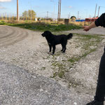 Leo noch immer auf der Straße