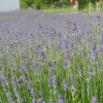 Und der Lavendel blühlt ;)))))