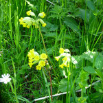 Auf den Wiesen der Jura-Hochfläche blühen noch die Schlüsselblumen.