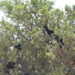 Ziegen, die in Bäume klettern