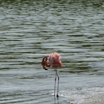 Einen einsamen Flamingo haben wir gesichtet