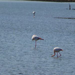 Typische Vertreter der Camargue, die rosafarbenen Flamingos