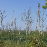 Abgestorbene Bäume - die Natur wird sich in dem Sumpfgebiet selbst überlassen