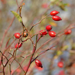 Schätze des Herbstes