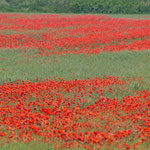 Riesige Klatschmohn-Felder wecken bereits bei der Anfahrt nach Szentendre provencalische Gefühle